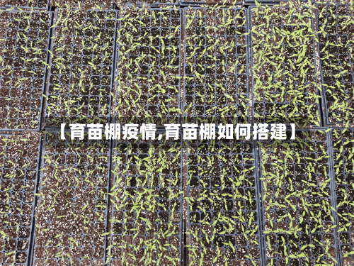 【育苗棚疫情,育苗棚如何搭建】-第1张图片